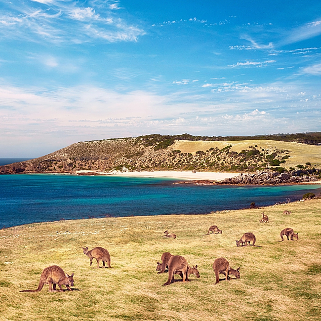 How to Meet Australia's Furry Animal Ambassadors?
